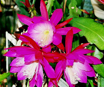 (image for) Epiphyllum [Orchid Cactus] \'Punch Bowl\' 5 Seeds